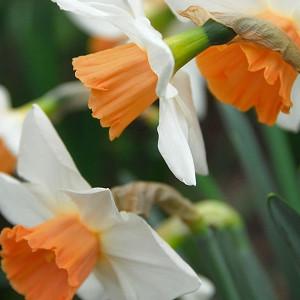 Narcissus 'Romance', Daffodil 'Romance', Large-Cupped Daffodil 'Romance', Large-Cupped Daffodils, Spring Bulbs, Spring Flowers, Narcisse Romance, Large-cupped Daffodil, Narcisse grande couronne, mid spring daffodil